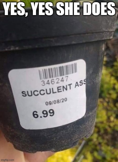 Succulent | YES, YES SHE DOES | image tagged in sex jokes | made w/ Imgflip meme maker