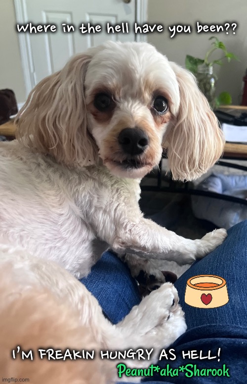 Where were you? | Where in the hell have you been?? I’M FREAKIN HUNGRY AS HELL! Peanut*aka*Sharook | image tagged in hungry dog,upset dog,shocked look doggie,empty food bowl,sharook,peanut | made w/ Imgflip meme maker