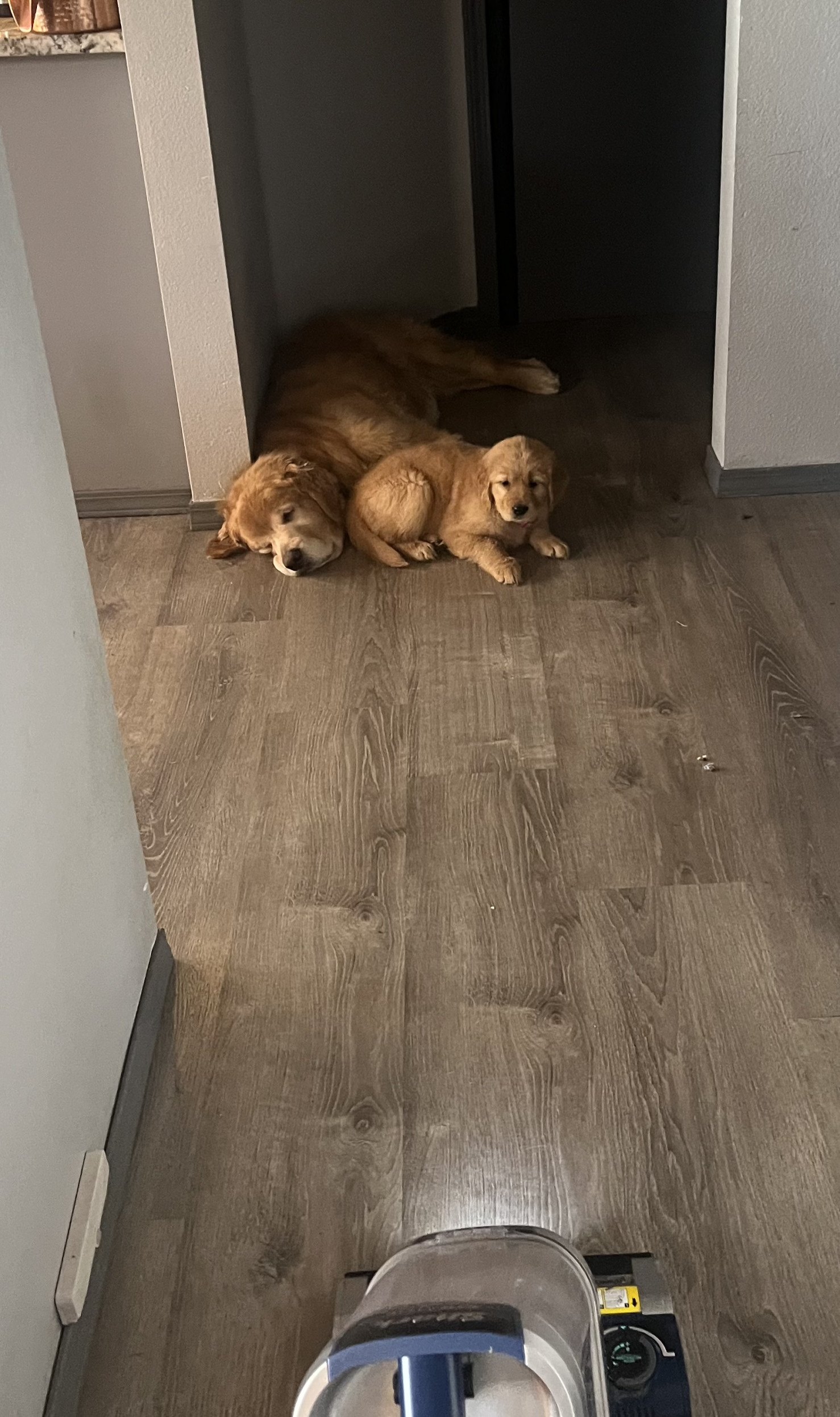 Puppy and vaccuum Blank Meme Template