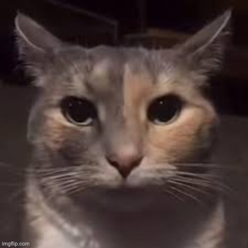 cat disappointed stare | image tagged in cat disappointed stare | made w/ Imgflip meme maker