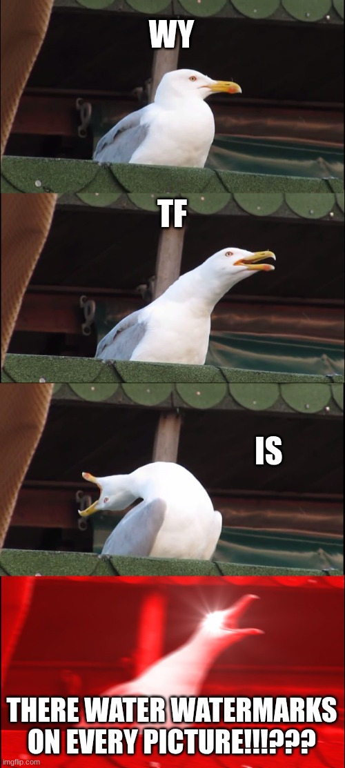 hehehe | WY; TF; IS; THERE WATER WATERMARKS ON EVERY PICTURE!!!??? | image tagged in memes,inhaling seagull | made w/ Imgflip meme maker