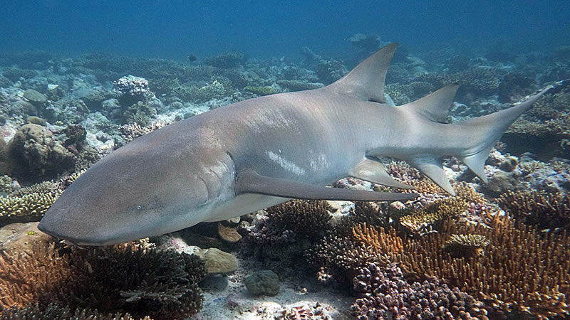 Tawny Nurse Shark Tuesday Blank Meme Template