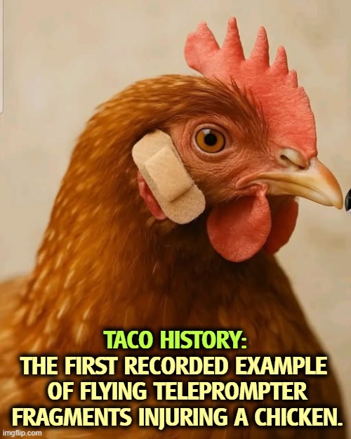 A first: flying teleprompter fragments injuring a chicken | TACO HISTORY:; THE FIRST RECORDED EXAMPLE 
OF FLYING TELEPROMPTER FRAGMENTS INJURING A CHICKEN. | image tagged in a first flying teleprompter fragments injuring a chicken,taco,trump,chicken,assassination,bandage | made w/ Imgflip meme maker