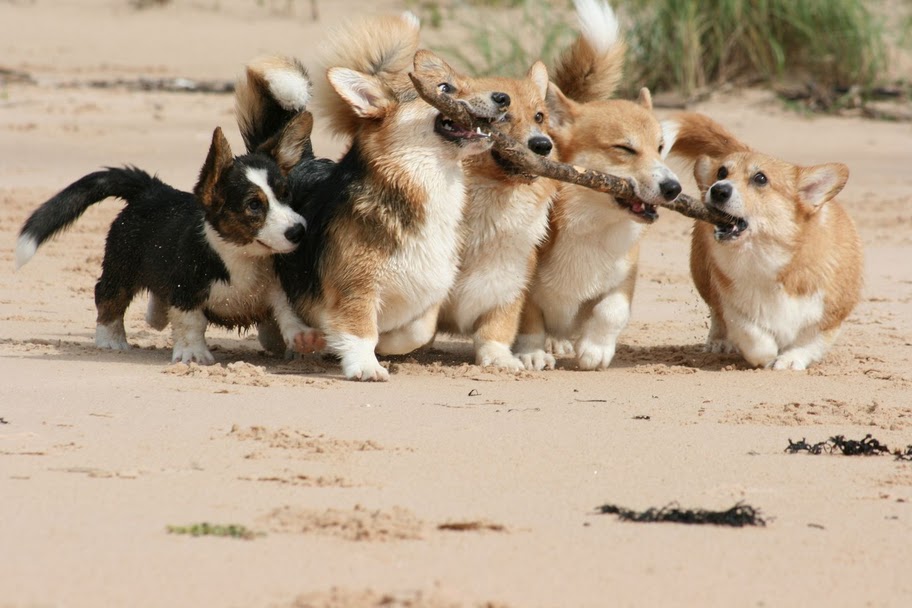 image tagged in cute,animals,dogs