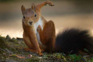 squirrel is spider man Blank Meme Template