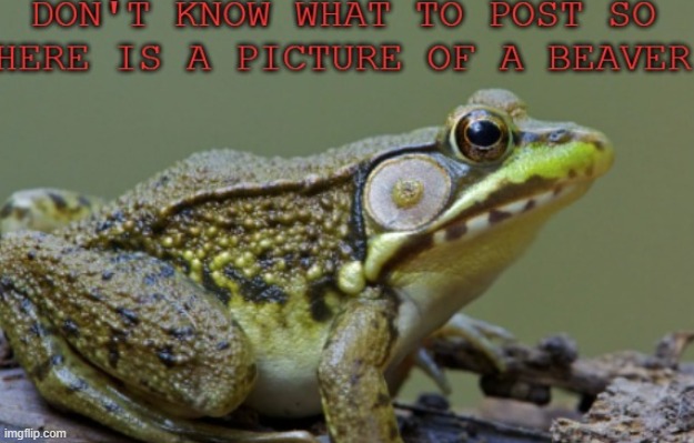 B | image tagged in beaver post when bored | made w/ Imgflip meme maker