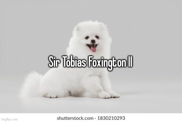 Sir Tobias Foxington II | made w/ Imgflip meme maker