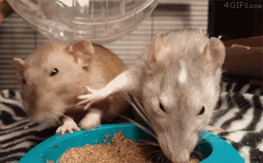 Rats food denial Blank Meme Template