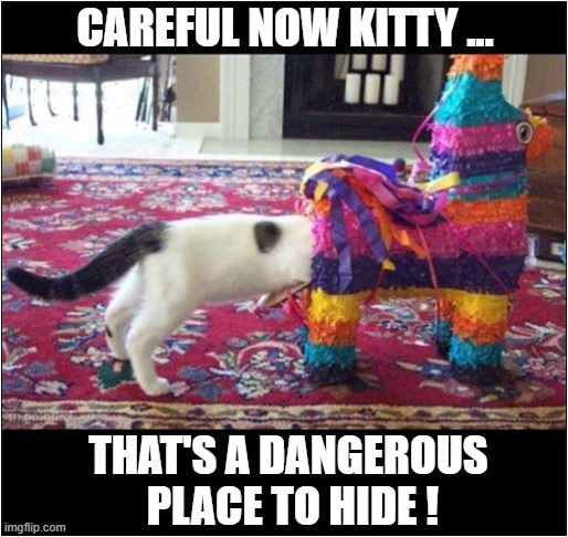 Pinata Peril ! | CAREFUL NOW KITTY ... THAT'S A DANGEROUS
 PLACE TO HIDE ! | image tagged in cats,pinata,dangerous | made w/ Imgflip meme maker