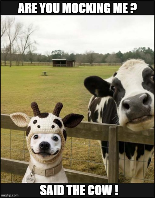 What A Smashing Hat ! | ARE YOU MOCKING ME ? SAID THE COW ! | image tagged in dogs,mocking,cow | made w/ Imgflip meme maker
