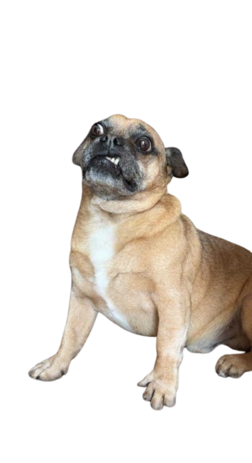 WTDog Blank Meme Template