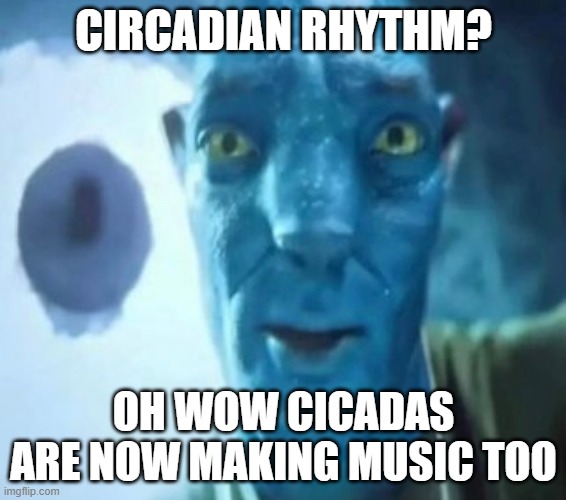 Avatar guy | CIRCADIAN RHYTHM? OH WOW CICADAS ARE NOW MAKING MUSIC TOO | image tagged in avatar guy | made w/ Imgflip meme maker