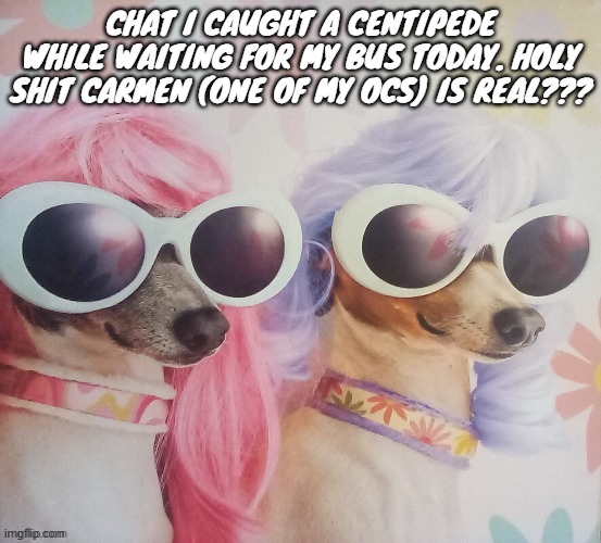 Groovy dawgs | CHAT I CAUGHT A CENTIPEDE WHILE WAITING FOR MY BUS TODAY. HOLY SHIT CARMEN (ONE OF MY OCS) IS REAL??? | image tagged in groovy dawgs | made w/ Imgflip meme maker