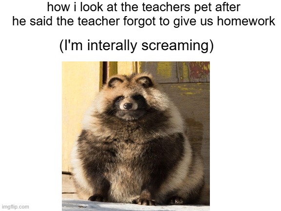 "why did you do that" | how i look at the teachers pet after he said the teacher forgot to give us homework; (I'm interally screaming) | image tagged in tanuki,raccoon | made w/ Imgflip meme maker