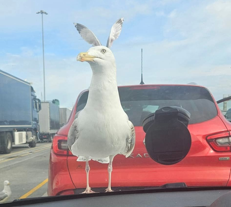 Seagull with Rabbit Ears Blank Meme Template