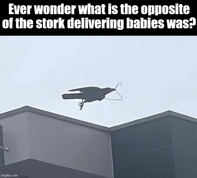 Clothes hanger to kill babies | Ever wonder what is the opposite of the stork delivering babies was? | image tagged in dark humor | made w/ Imgflip meme maker
