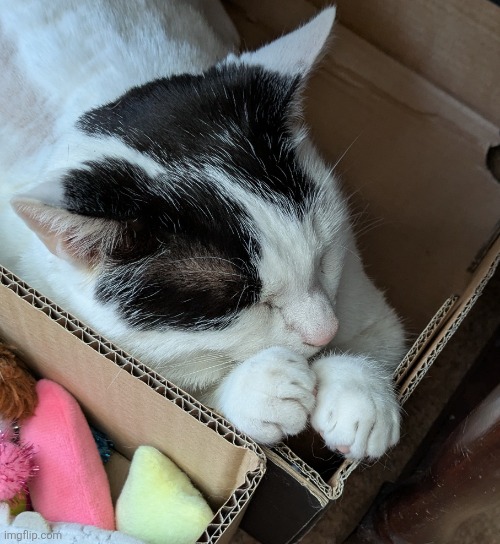 This is Chonk | image tagged in chonk | made w/ Imgflip meme maker