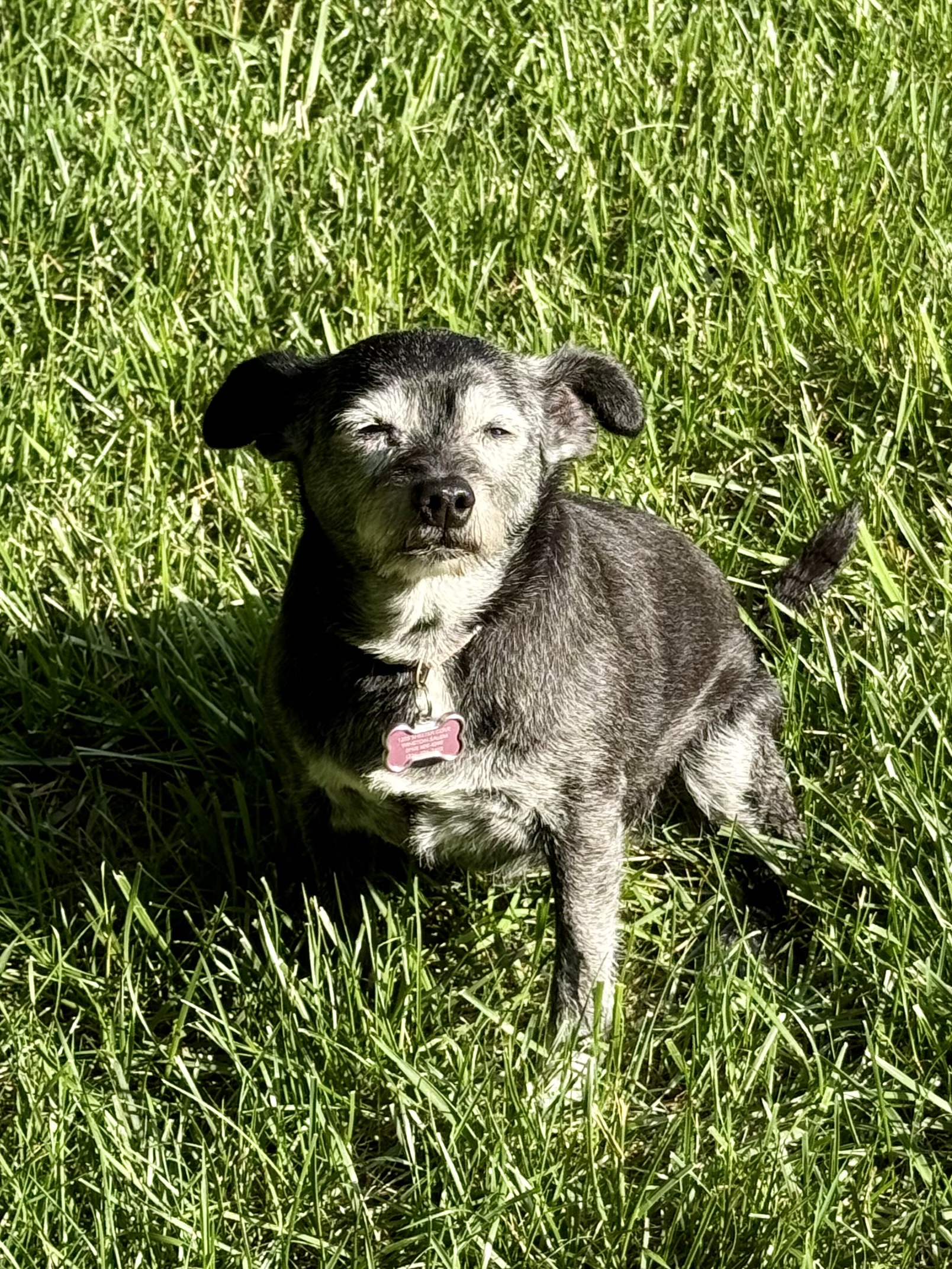 Defiant dog Blank Meme Template