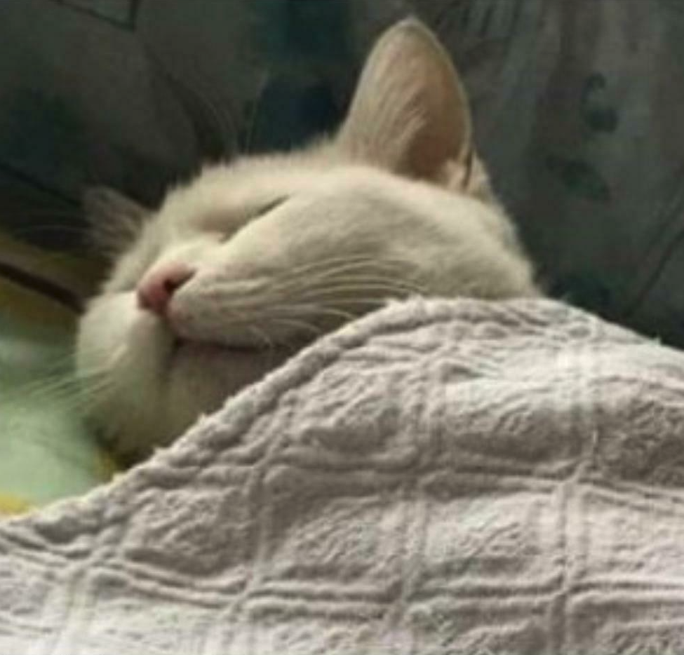 High Quality comfy cat Blank Meme Template