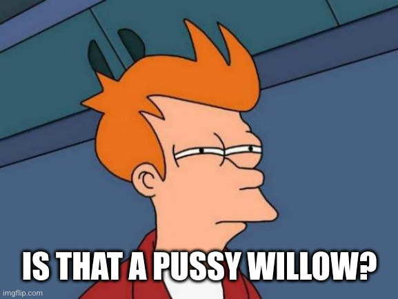 Futurama Fry Meme | IS THAT A PUSSY WILLOW? | image tagged in memes,futurama fry | made w/ Imgflip meme maker