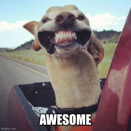 Dog in the wind | AWESOME | image tagged in dog in the wind | made w/ Imgflip meme maker