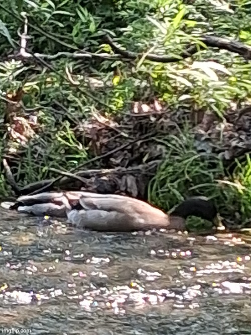 I found ducks while roaming outside | made w/ Imgflip meme maker