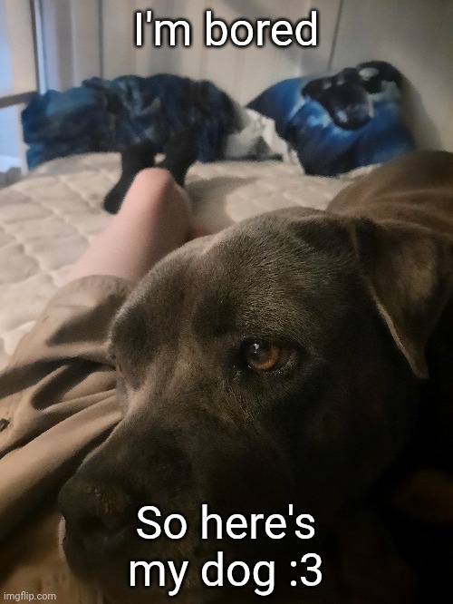 Her name is foxy :3 | I'm bored; So here's my dog :3 | made w/ Imgflip meme maker