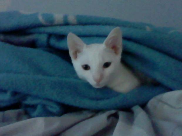 High Quality Blanket Cat Blank Meme Template
