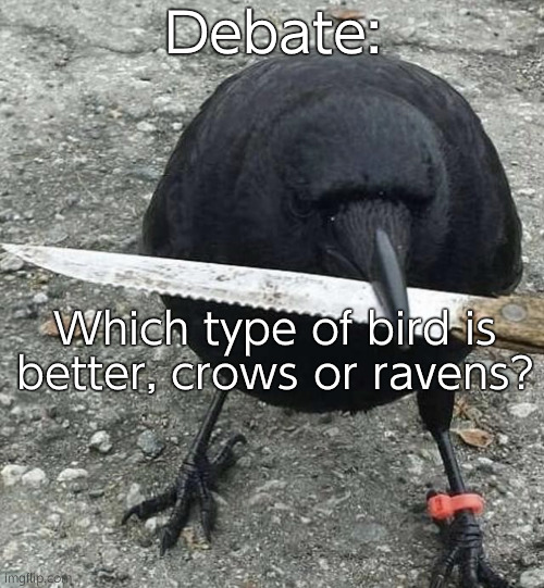 We do a little bird posting | Debate:; Which type of bird is better, crows or ravens? | image tagged in raven with knife | made w/ Imgflip meme maker