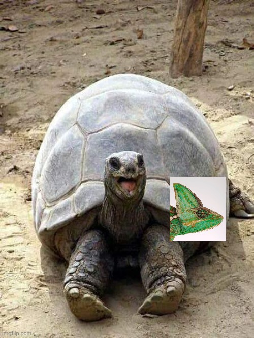 Happy turtle | image tagged in happy turtle | made w/ Imgflip meme maker