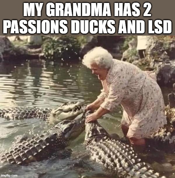 MY GRANDMA HAS 2 PASSIONS DUCKS AND LSD | image tagged in drugs | made w/ Imgflip meme maker