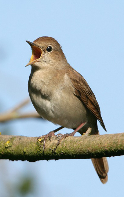 bird Blank Meme Template