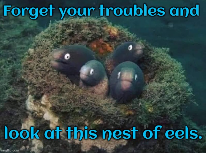 Enjoy your day. | Forget your troubles and; look at this nest of eels. | image tagged in 4 eels,fish,ocean,cute animals,wholesome 100 | made w/ Imgflip meme maker