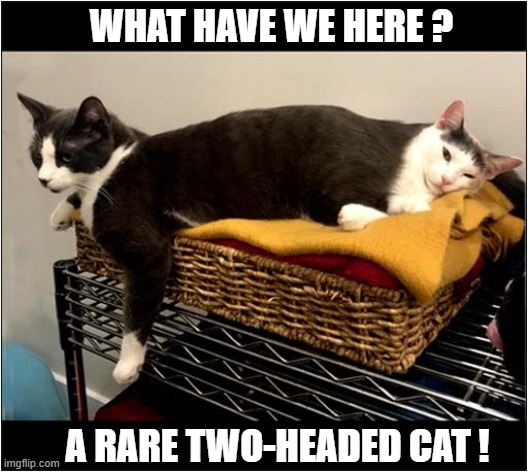 That's Weird ... | WHAT HAVE WE HERE ? A RARE TWO-HEADED CAT ! | image tagged in cats,weird,heads | made w/ Imgflip meme maker