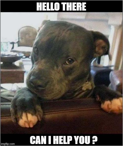 Just Awww ! | HELLO THERE; CAN I HELP YOU ? | image tagged in dogs,puppy,hello there | made w/ Imgflip meme maker