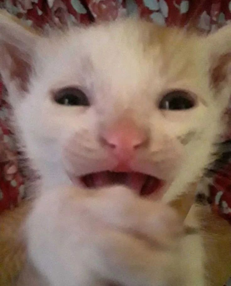 scared crying cat Blank Meme Template