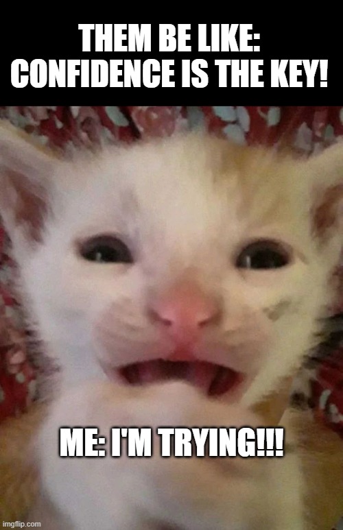 Be confident | THEM BE LIKE: CONFIDENCE IS THE KEY! ME: I'M TRYING!!! | image tagged in scared crying cat | made w/ Imgflip meme maker