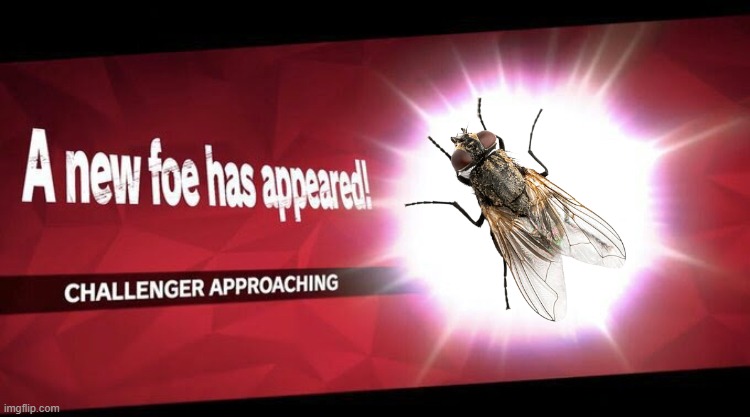 "i'M hErE tO sPReaD DEsEsE" -ahh housefly | image tagged in i new challenger approahes,funny,memes,flies,oh crap,appears | made w/ Imgflip meme maker