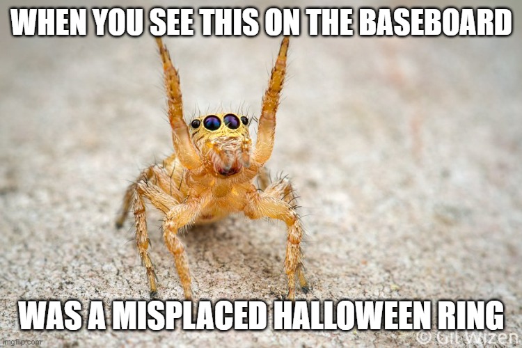 resuming (with rhyme☺) after some explanatory meme and a morning of cleaning | WHEN YOU SEE THIS ON THE BASEBOARD; WAS A MISPLACED HALLOWEEN RING | image tagged in cute spider israel,meme captioned by memedian,///////_________,a riddle in tag three,thxs 24 fwrs,no use of a graffito | made w/ Imgflip meme maker