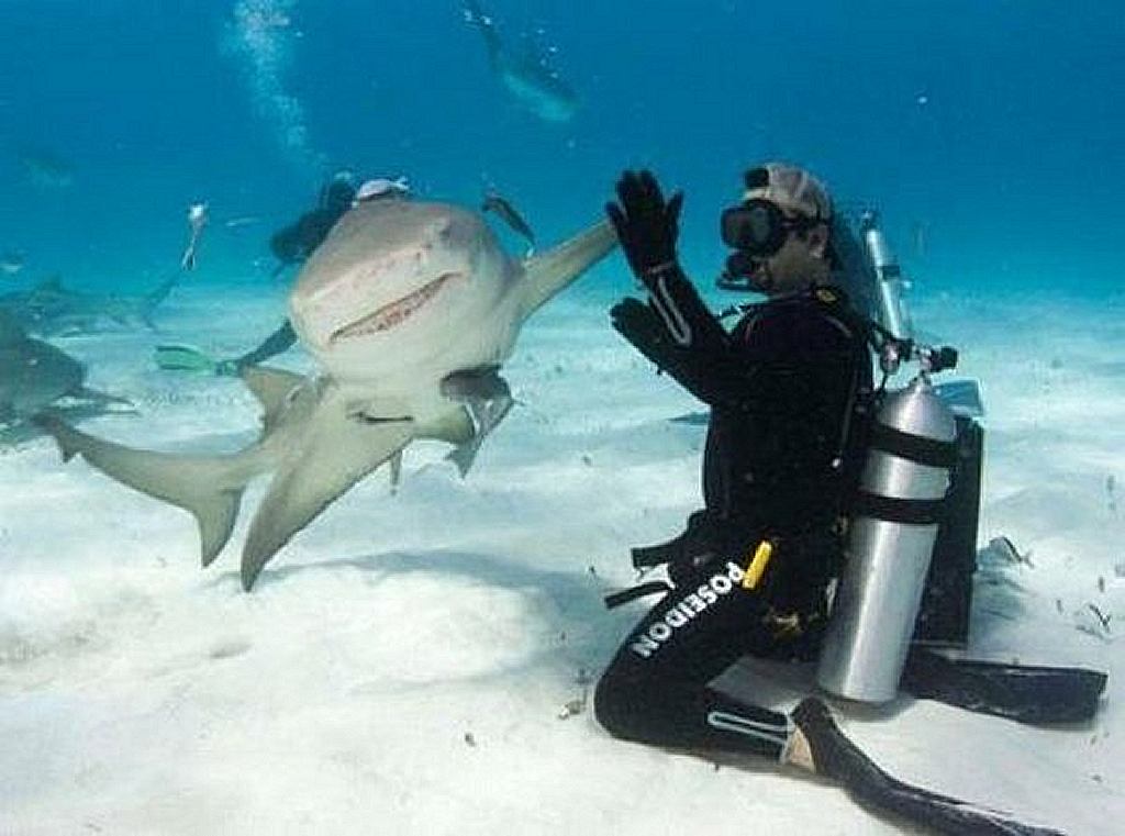 shark Blank Meme Template
