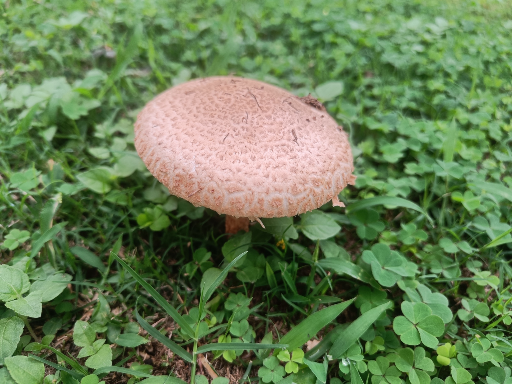 A selfie of Mushroom Blank Meme Template