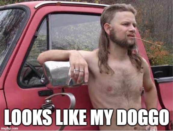 Hillbilly Mullet | LOOKS LIKE MY DOGGO | image tagged in hillbilly mullet | made w/ Imgflip meme maker