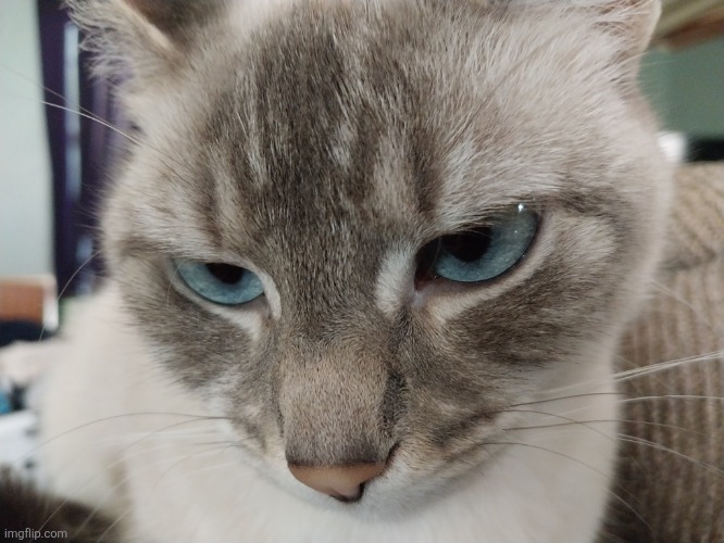 Angry.mp3 | image tagged in cats,mocha | made w/ Imgflip meme maker