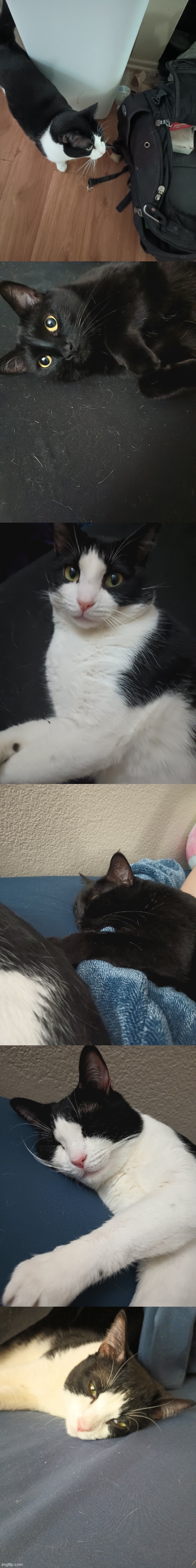 not the best pics but they do the job | made w/ Imgflip meme maker