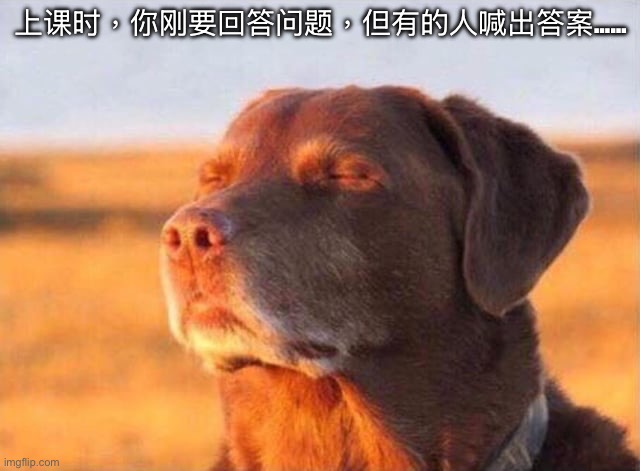 Dog close eye | 上课时，你刚要回答问题，但有的人喊出答案…… | image tagged in dog close eye | made w/ Imgflip meme maker