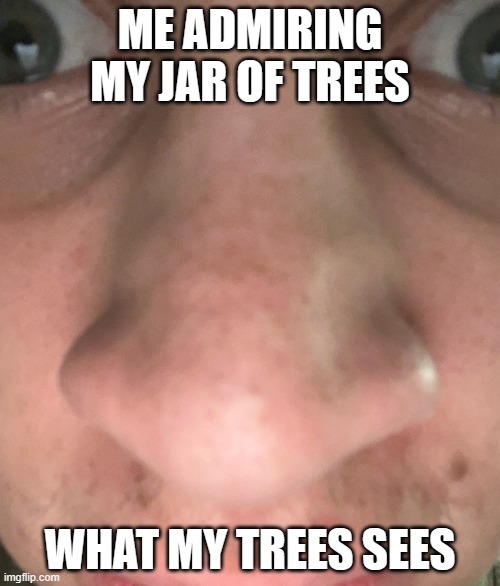 Trees Sees | ME ADMIRING MY JAR OF TREES; WHAT MY TREES SEES | image tagged in what in the f ck,happy little trees,trees,jared,too damn high,stoned guy | made w/ Imgflip meme maker