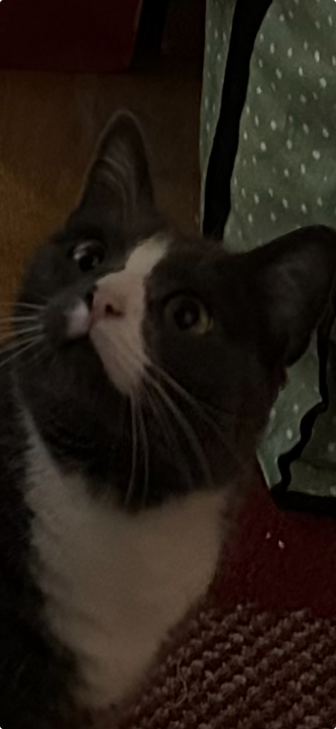 You what?! Blank Meme Template