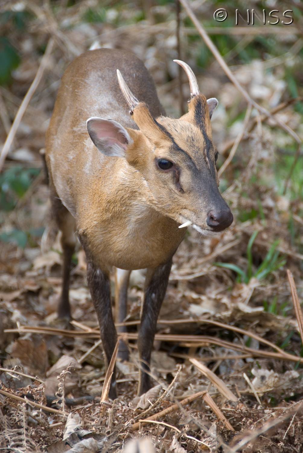 muntjac Blank Meme Template