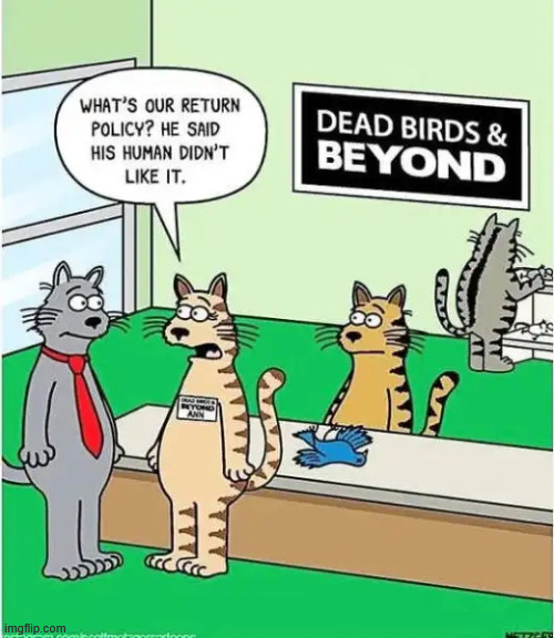 Return policy | image tagged in repost,return policy | made w/ Imgflip meme maker