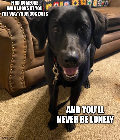 FIND SOMEONE WHO LOOKS AT YOU THE WAY YOUR DOG DOES; AND YOU’LL NEVER BE LONELY | made w/ Imgflip meme maker